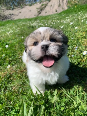 Les chiots de Lhassa Apso