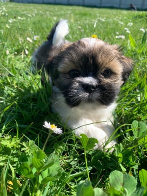 Les chiots de Lhassa Apso