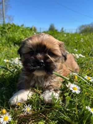 Les chiots de Lhassa Apso
