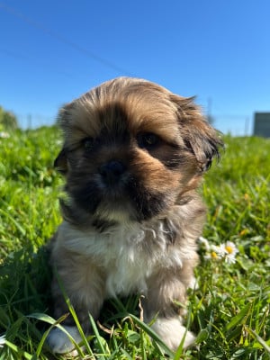 Les chiots de Lhassa Apso