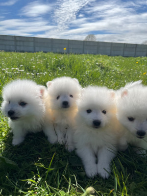 Les chiots de Spitz japonais