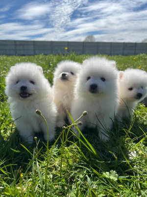 Les chiots de Spitz japonais