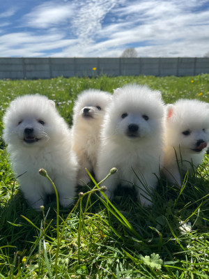 Les chiots de Spitz japonais