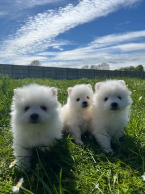 Les chiots de Spitz japonais