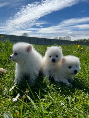 Les chiots de Spitz japonais