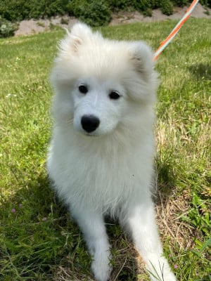 Les chiots de Samoyède