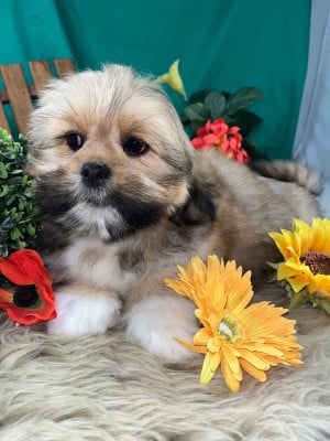 Les chiots de Lhassa Apso