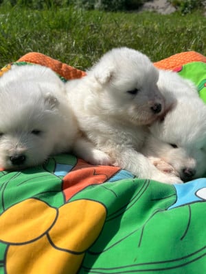 Les chiots de Samoyède