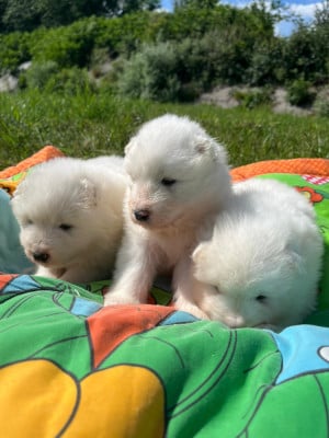 Les chiots de Samoyède