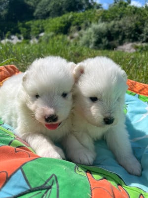 Les chiots de Samoyède