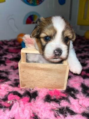 Les chiots de Coton de Tulear