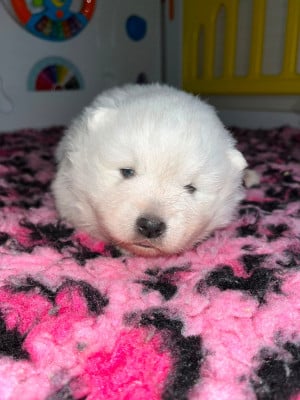 Les chiots de Spitz japonais