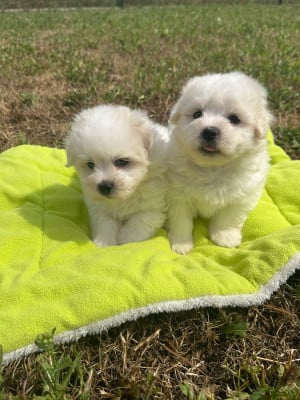 Les chiots de Coton de Tulear