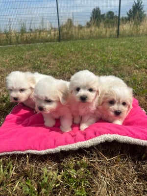 Les chiots de Coton de Tulear