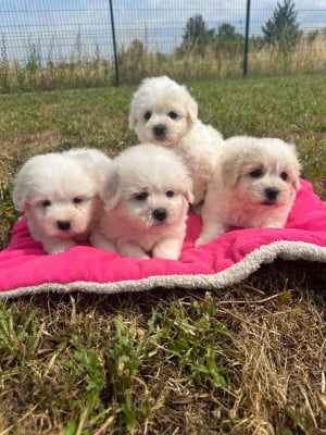 Les chiots de Coton de Tulear