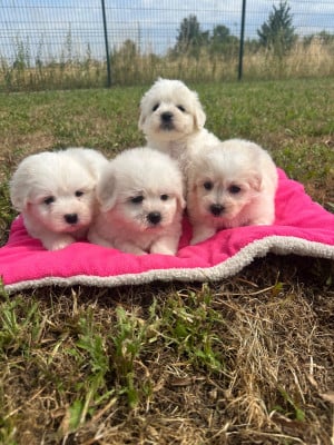 Les chiots de Coton de Tulear