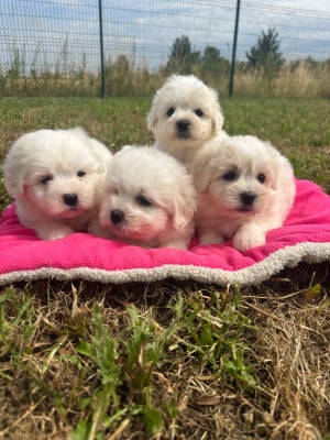 Les chiots de Coton de Tulear