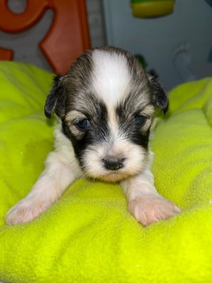 Les chiots de Lhassa Apso