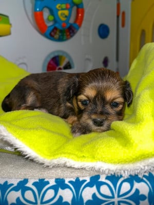 Les chiots de Lhassa Apso