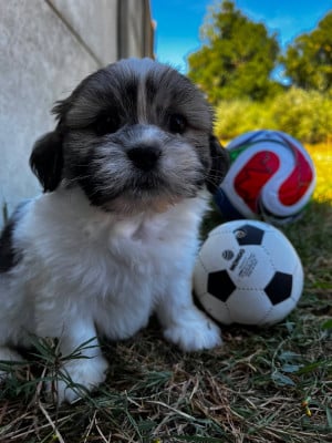Les chiots de Lhassa Apso