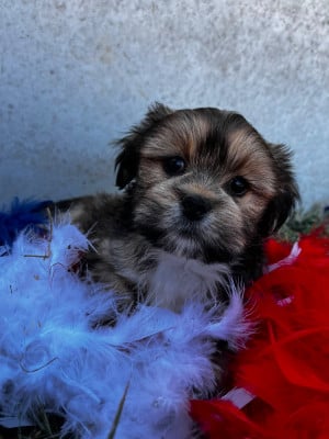 Les chiots de Lhassa Apso