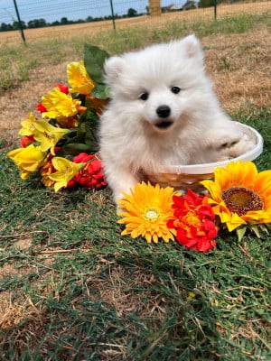 Les chiots de Spitz japonais