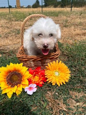 Les chiots de Coton de Tulear