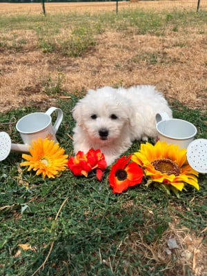 Les chiots de Coton de Tulear