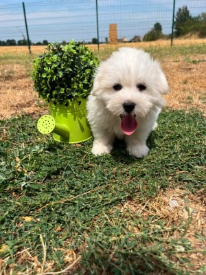 Les chiots de Coton de Tulear