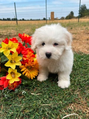 Les chiots de Coton de Tulear