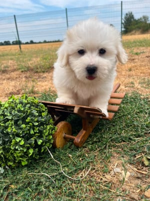 Les chiots de Coton de Tulear
