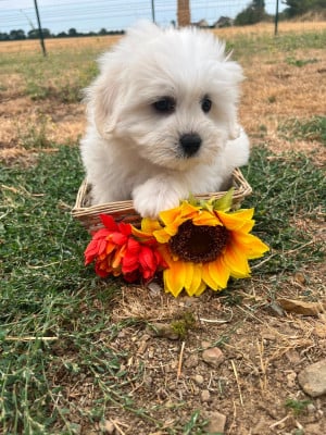Les chiots de Coton de Tulear