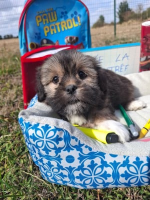 Les chiots de Lhassa Apso