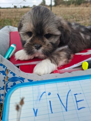 Les chiots de Lhassa Apso