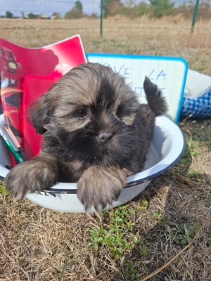 Les chiots de Lhassa Apso