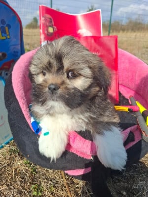 Les chiots de Lhassa Apso