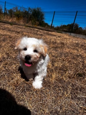 Les chiots de Coton de Tulear