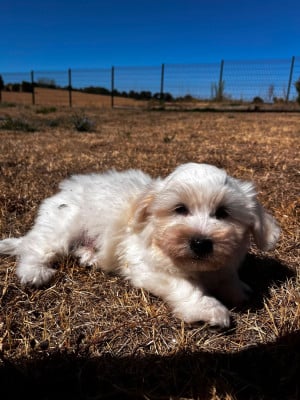 Les chiots de Coton de Tulear