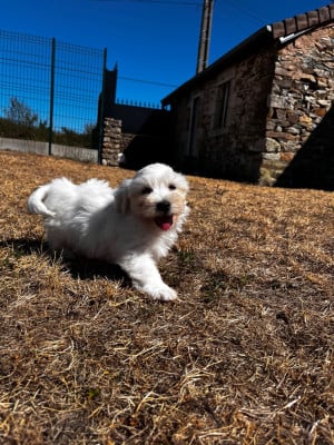 Les chiots de Coton de Tulear