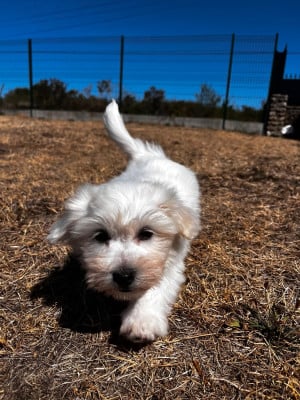 Les chiots de Coton de Tulear