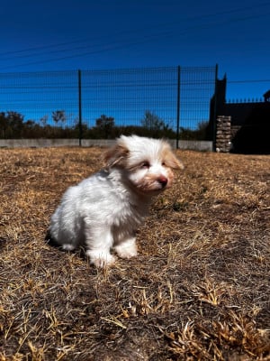 Les chiots de Coton de Tulear
