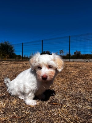 Les chiots de Coton de Tulear