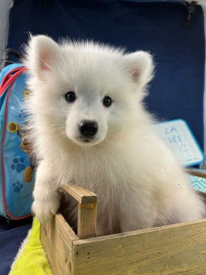 Les chiots de Spitz japonais