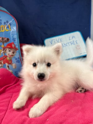 Les chiots de Spitz japonais