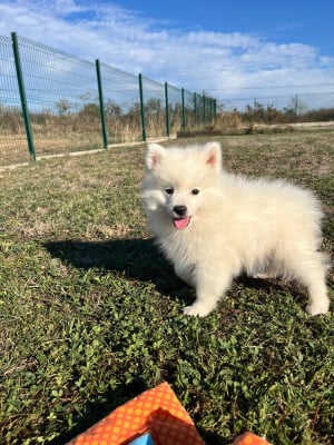 Les chiots de Spitz japonais