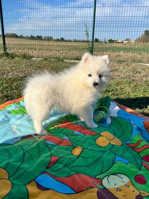 Les chiots de Spitz japonais