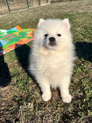 Les chiots de Spitz japonais