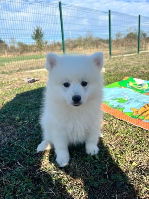 Les chiots de Spitz japonais