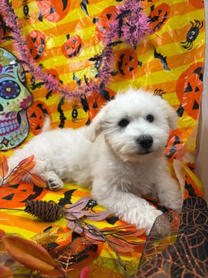 Les chiots de Coton de Tulear