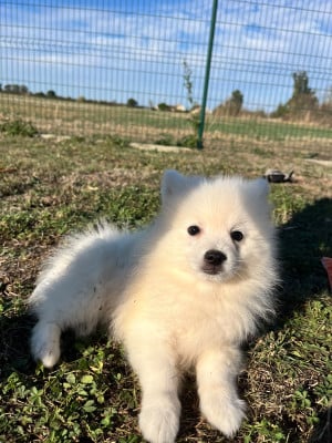 Les chiots de Spitz japonais